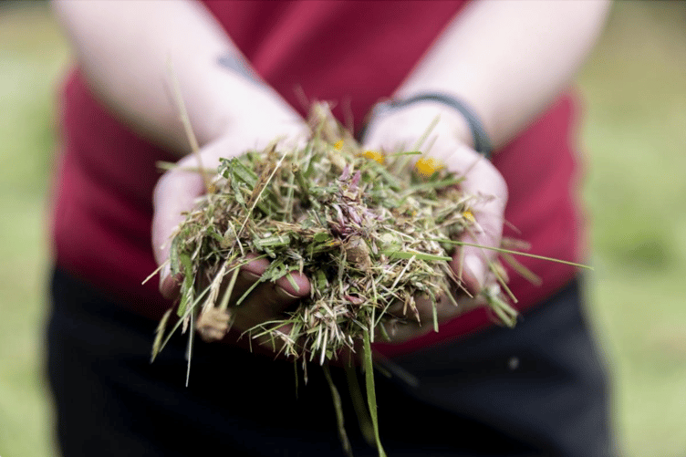 Seed hands, by Ebb and Flow Media.