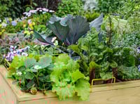 GOOD GARDENING: Brighten up your veg garden with flowers