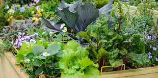 GOOD GARDENING: Brighten up your veg garden with flowers