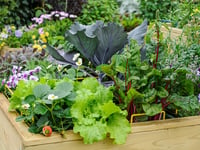 GOOD GARDENING: Brighten up your veg garden with flowers