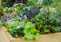 GOOD GARDENING: Brighten up your veg garden with flowers