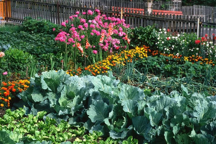 A good example of a potager garden