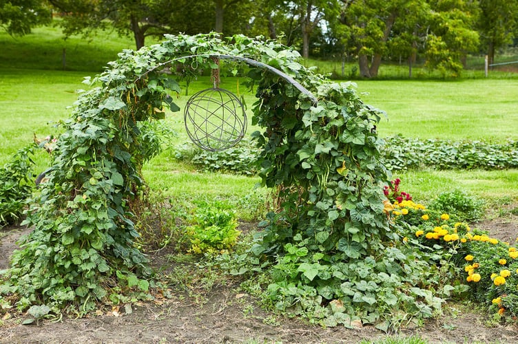 A striking arch of runner beans beside flowers