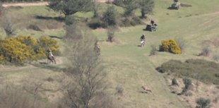 Hunt saboteurs want forestry land hunting ban enforced