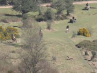 Hunt saboteurs want forestry land hunting ban enforced