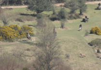 Forestry England pressed to act against Quantock Staghounds after claims by sabs
