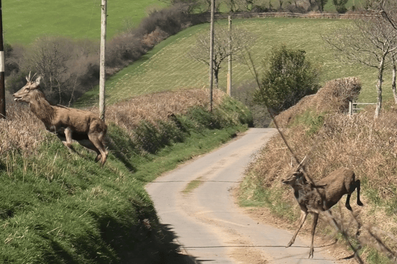 Spring stags escaping from a Devon and Somerset Staghounds hunt on Exmoor earlier this year. PHOTO: North Dorset Hunt Sabs.