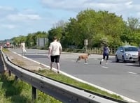 Goat brings M5 bank holiday weekend traffic to a standstill