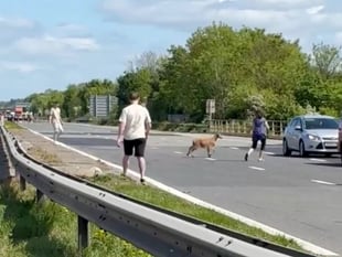 Goat brings M5 bank holiday weekend traffic to a standstill