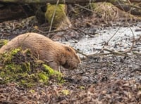 National Trust offering beaver tours on Exmoor