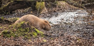 National Trust offering beaver tours on Exmoor