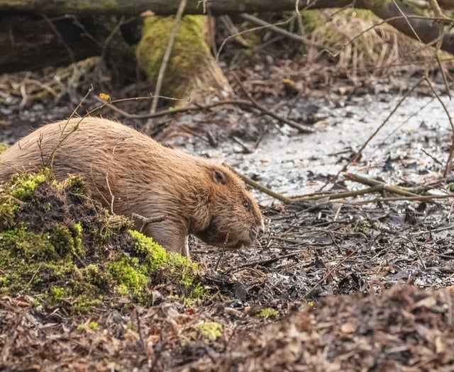 National Trust offering beaver tours on Exmoor