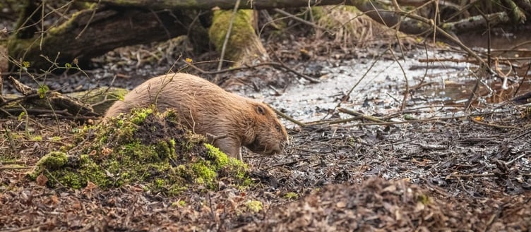 Tours of beaver enclosures on Exmoor's Holnicote estate are being organised by the National Trust. PHOTO: James Dobson.