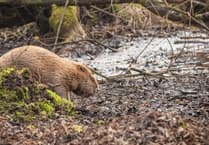 Beaver tours on Holnicote estate on offer ahead of Exmoor wild release