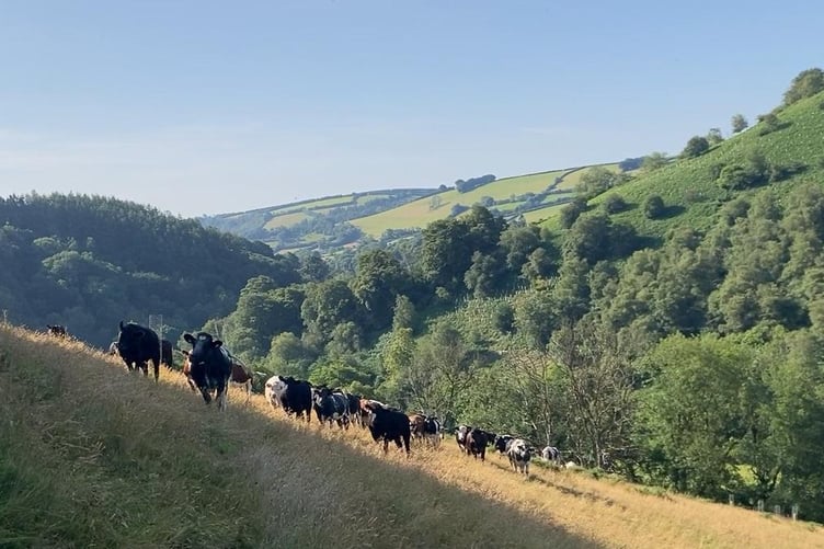 Government funding for farmers to support nature projects on Exmoor has been extended again. PHOTO: ENPA.