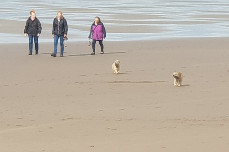 Minehead beach saw some dog restrictions reintroduced last year.