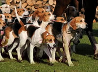 Anti-hunt group launches website 'to expose trail hunting truth'