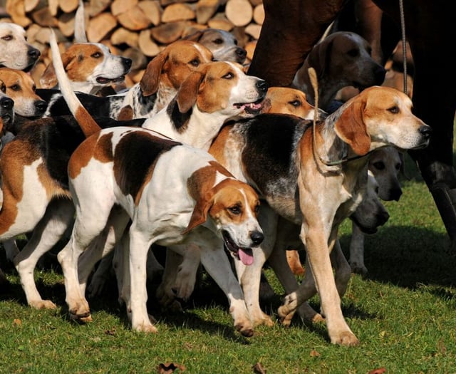Anti-hunt group launches website 'to expose trail hunting truth'