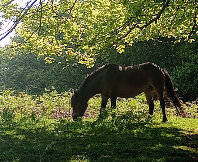 Letters to the Editor