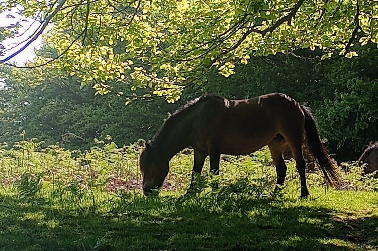 Pony taking some shade on Porlock Hill.