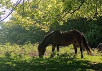 Letters to the Editor