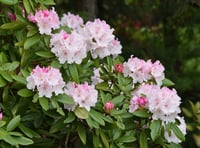 Here's how to get plants for free!