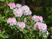 Here's how to get plants for free!