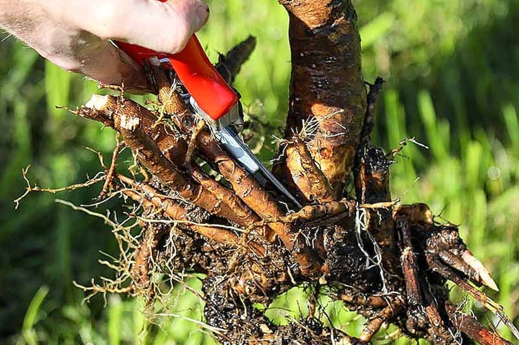 Peony roots being divided. PHOTO: Gardener's Path.
