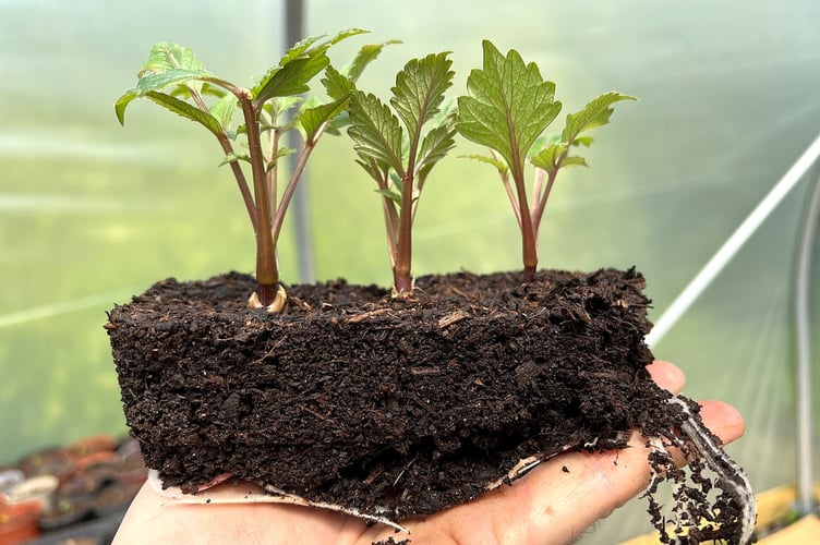 Basal cuttings of dahlias. PHOTO: Nature & Gardens.