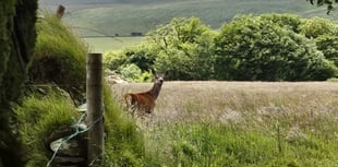 'Killer disease rampant' as red deer numbers soar