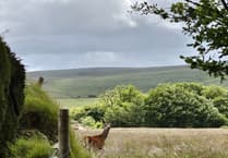 Retired vet says Exmoor's red deer need culling to stop spread of killer disease