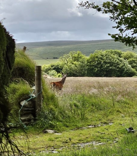 An emaciated red deer hind photographed on Exmoor last year. PHOTO: Dr Ueli Zellweger.