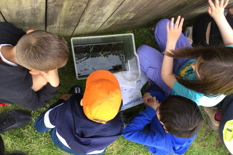 Examining the results of pond dipping at Farm School Exmoor are visiting children from Minehead Middle School. PHOTO: MMS.