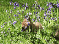 Anti-hunt group wants 'wildlife guardians' for sanctuaries