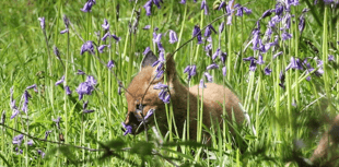 Anti-hunt group wants 'wildlife guardians' for sanctuaries