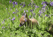 Exmoor sanctuaries need volunteer guardians to help protect wildlife, says league
