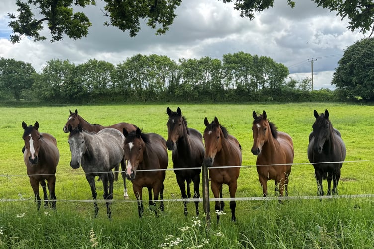 Horses enjoying their summer holidays!