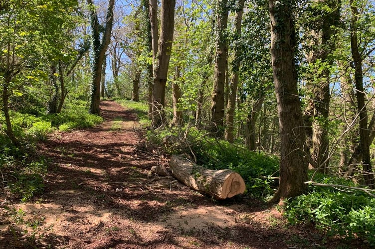 A scene in James Wood. PHOTO: Woodland Heritage.