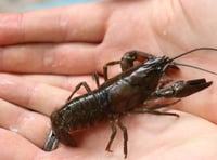 Water firm helping to tackle invasive species