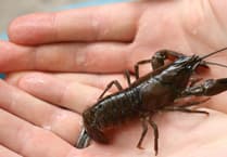 Forum shows people how to tackle invasive species in waterways