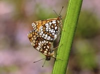 Near-extinct butterfly making a comeback on Exmoor