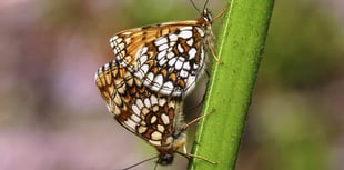 Near-extinct butterfly making a comeback on Exmoor