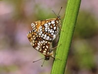 Near-extinct butterfly making a comeback on Exmoor