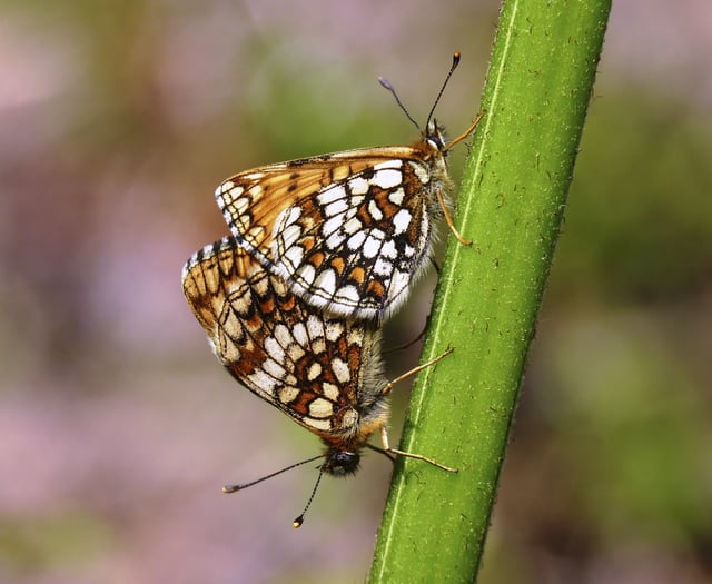 Near-extinct butterfly making a comeback on Exmoor