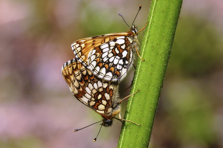 Heath Fritillary butterflies, mating pair, undersides A mating pair of the rare heath fritillary butterfly, which has seen a revival on Exmoor. PHOTO:  National Trust Images.