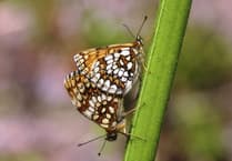 National Trust & Butterfly Conservation celebrate Exmoor revival of heath fritillary