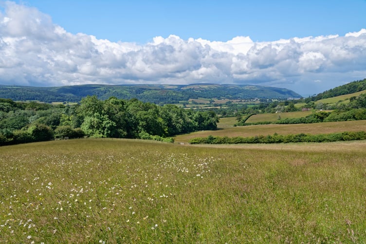 Wildflower meadow including Oxeye daisies (Leucanthemum vulgare) recently planted to encourage and benefit wildlife within an unimproved grassland meadow, with Great Wood and Exmoor in the background, Holnicote Estate, Selworthy, Somerset, July 2021.