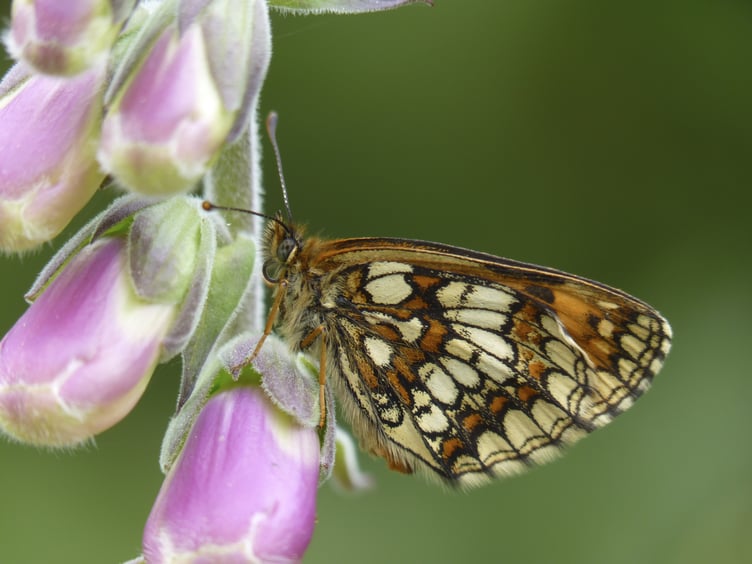 Heath Fritillary butterfly, male underside The heath fritillary butterfly has come back from the edge of extinction and now appears to be thriving on Exmoor. PHOTO: National Trust Images.