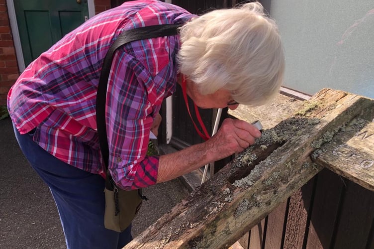 Lichen specialist Pat Wolseley examines an Exmoor signpost before it goes off to feature in a Natural History Museum exhibition. PHOTO: ENPA.