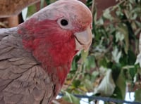 Smuggled cockatoos given home in West Somerset
